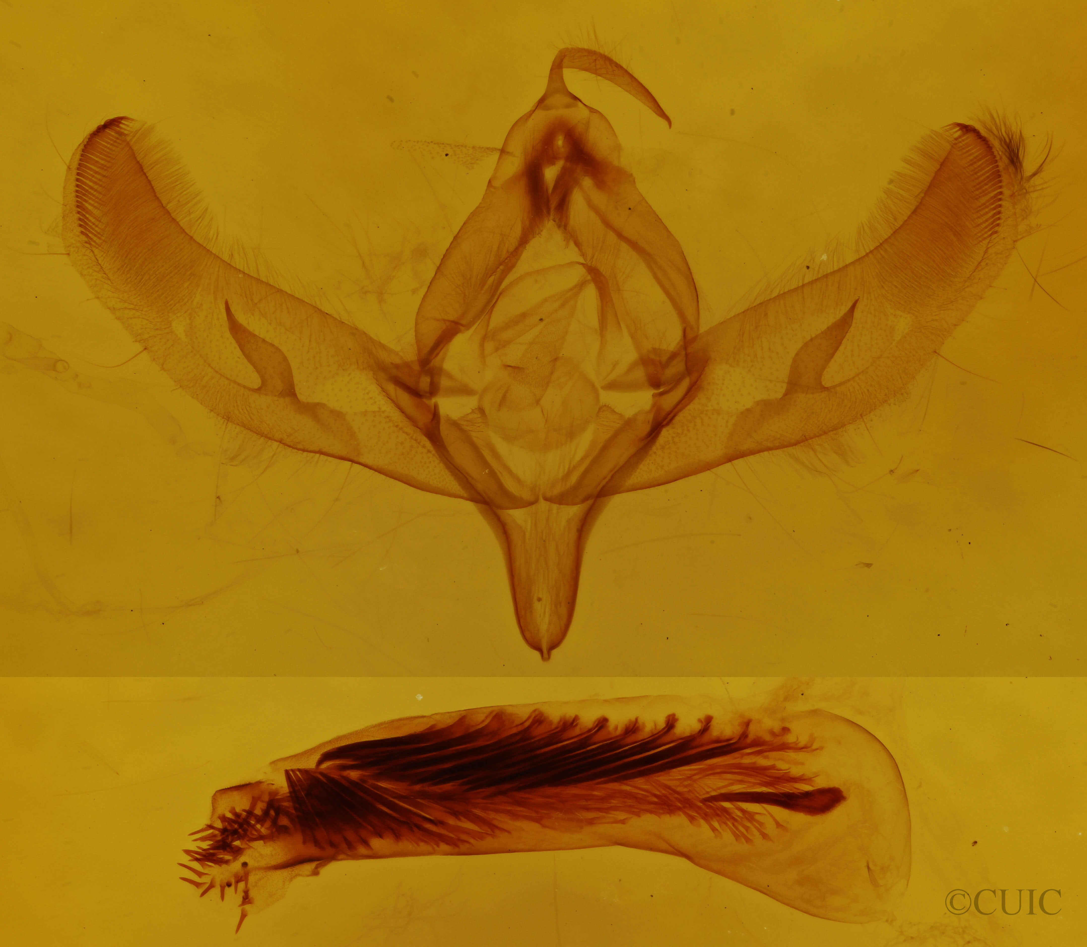 genitalia view of adult Sympistis perscripta