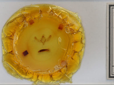 slide view of adult Sympistis perscripta