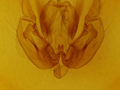 genitalia view of adult Leucania ursula
