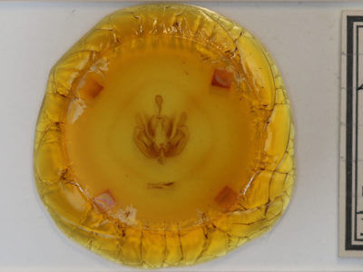 slide view of adult Leucania ursula