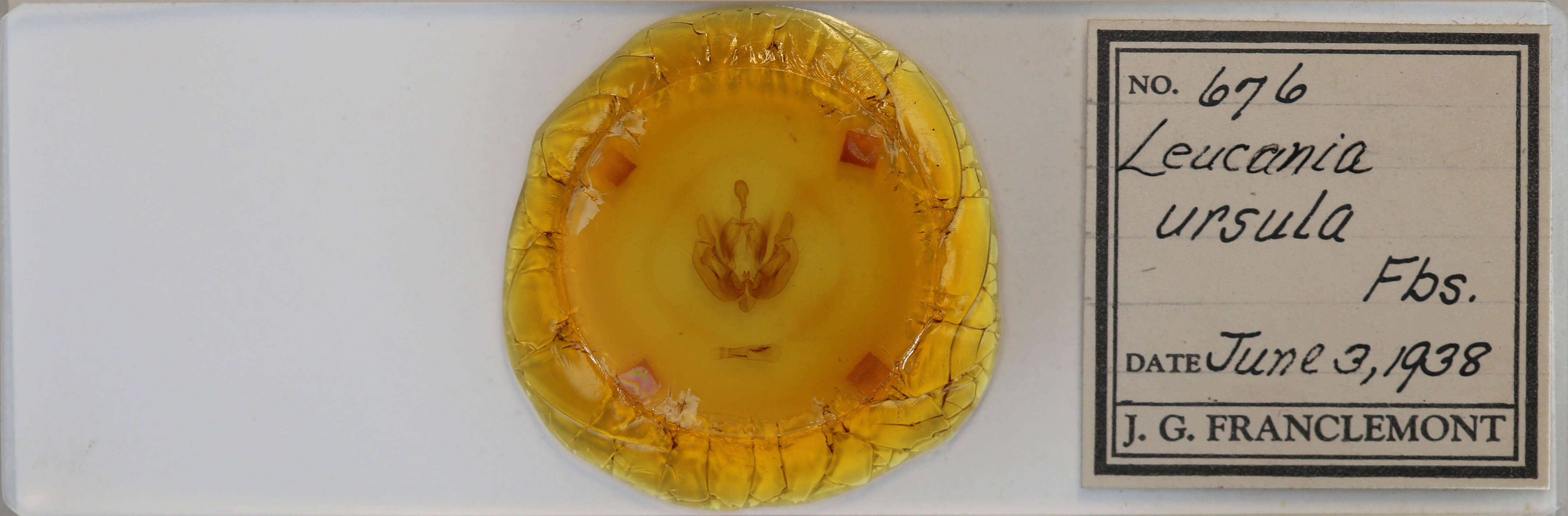 slide view of adult Leucania ursula