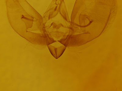 genitalia view of adult Leuconycta diphteroides