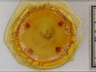 slide view of adult Leuconycta diphteroides