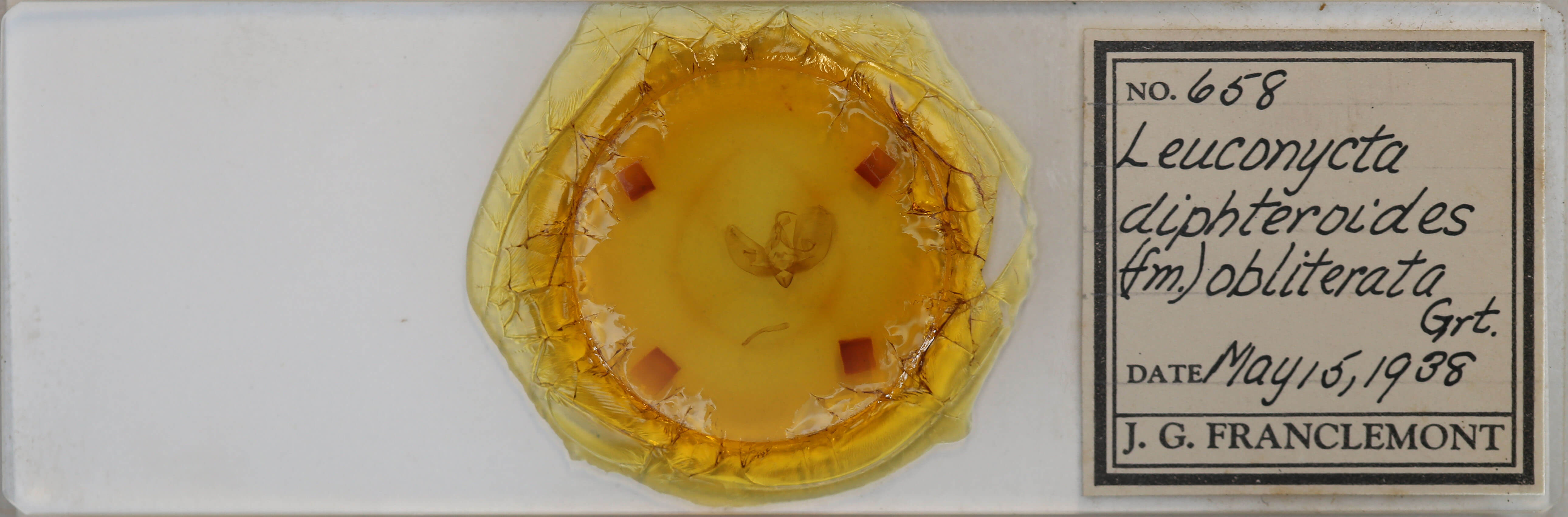 slide view of adult Leuconycta diphteroides