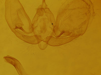 genitalia view of adult Leuconycta lepidula
