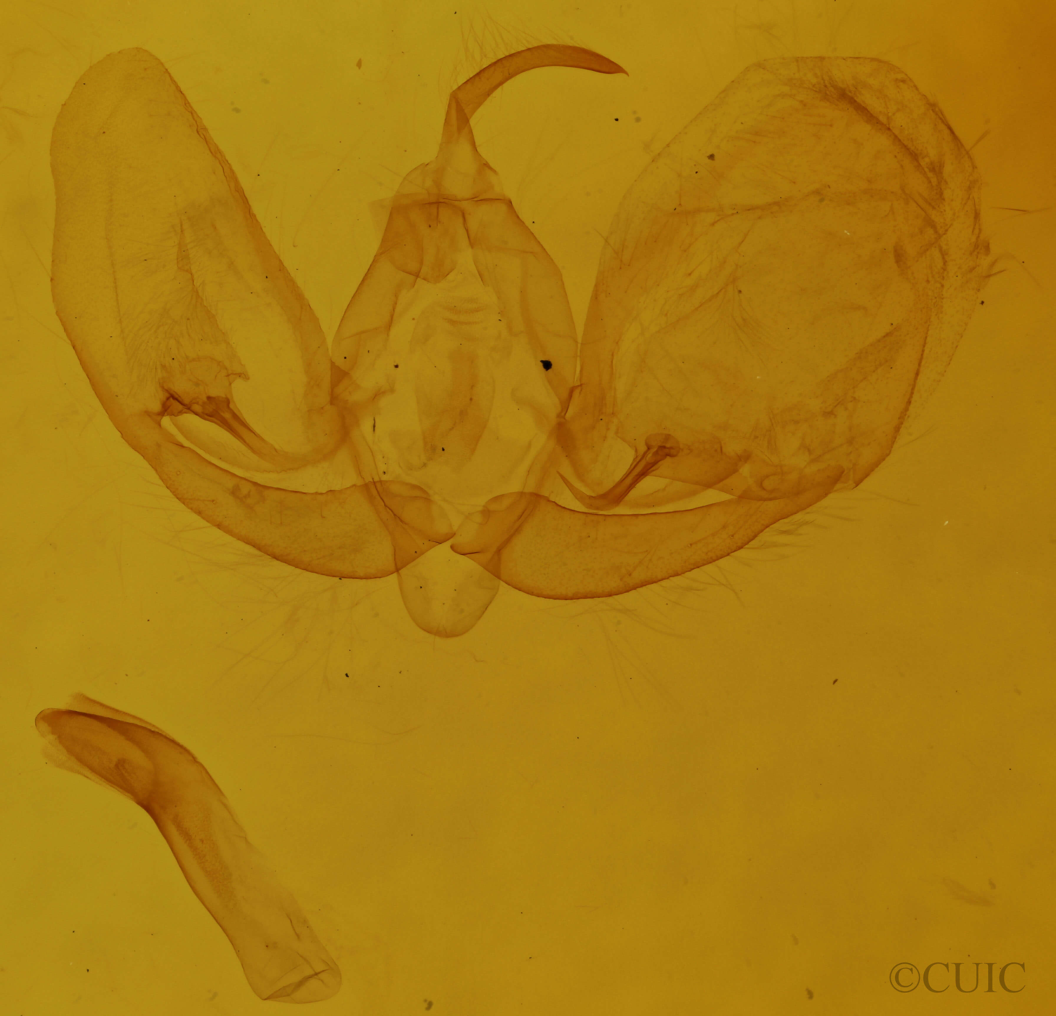genitalia view of adult Leuconycta lepidula