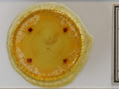 slide view of adult Leuconycta lepidula