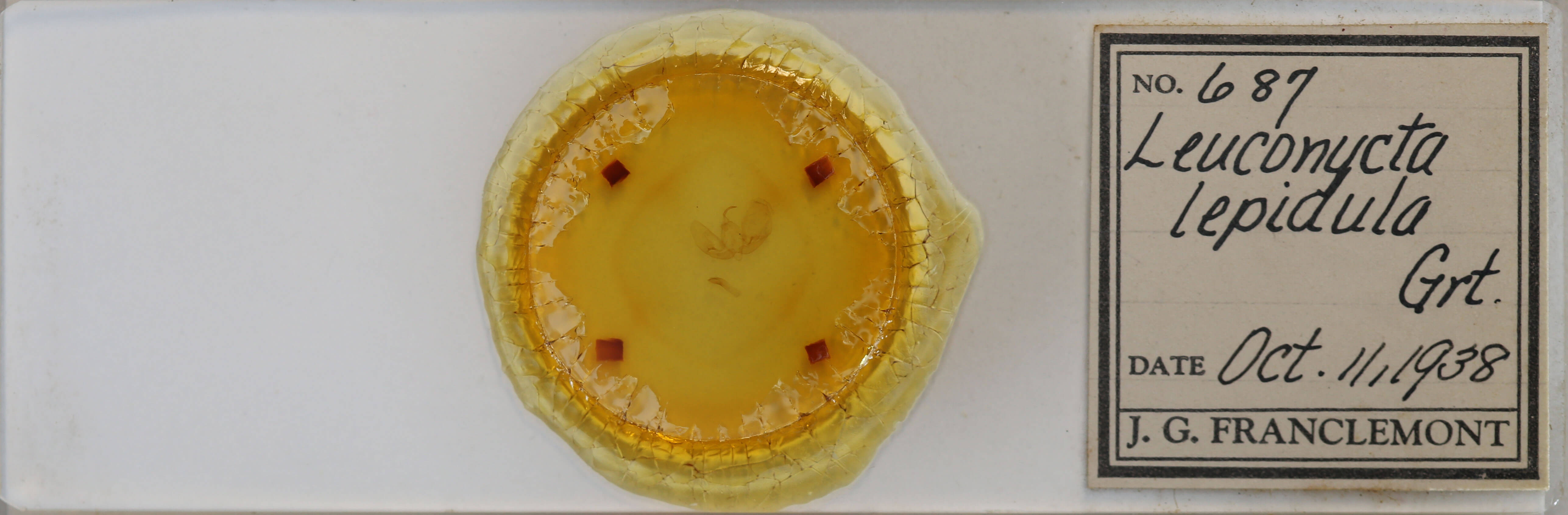 slide view of adult Leuconycta lepidula