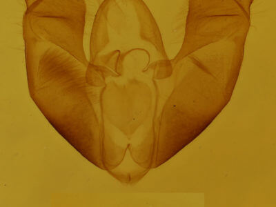 genitalia view of adult Maliattha concinnimacula