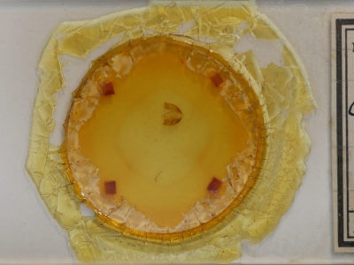 slide view of adult Maliattha concinnimacula