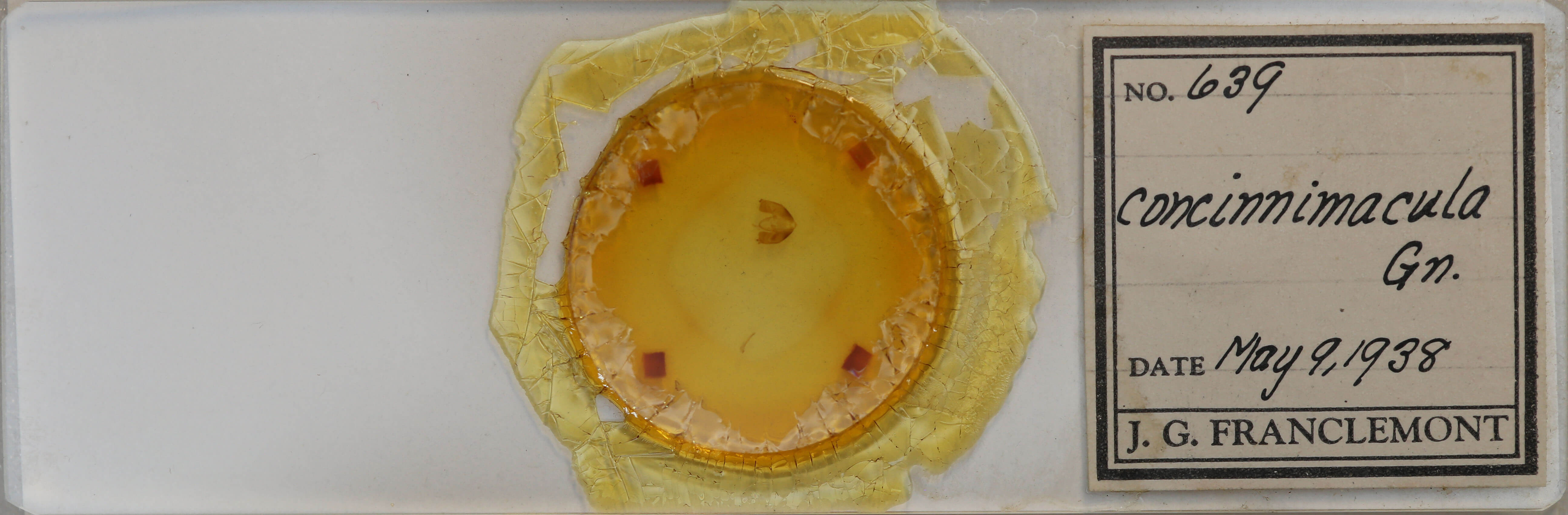 slide view of adult Maliattha concinnimacula