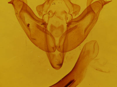 genitalia view of adult Litholomia napaea