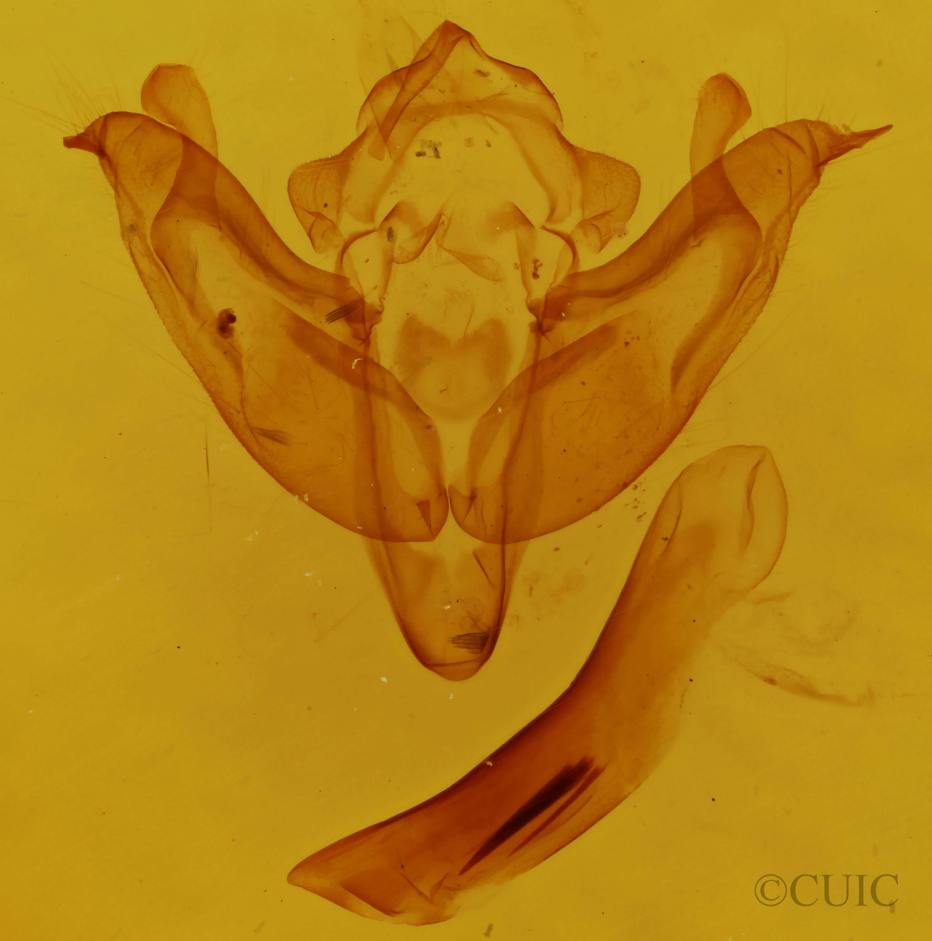 genitalia view of adult Litholomia napaea