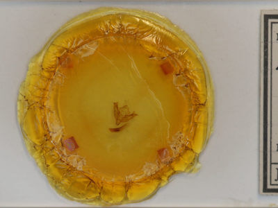 slide view of adult Litholomia napaea