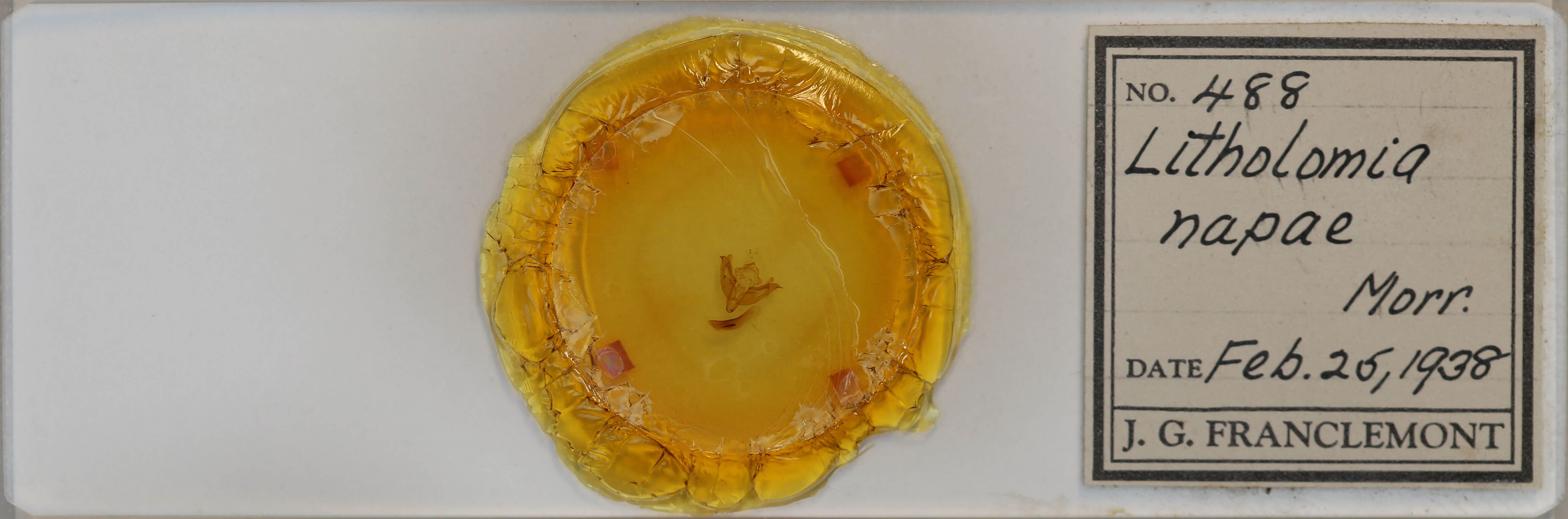 slide view of adult Litholomia napaea