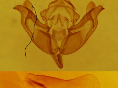 genitalia view of adult Litholomia napaea