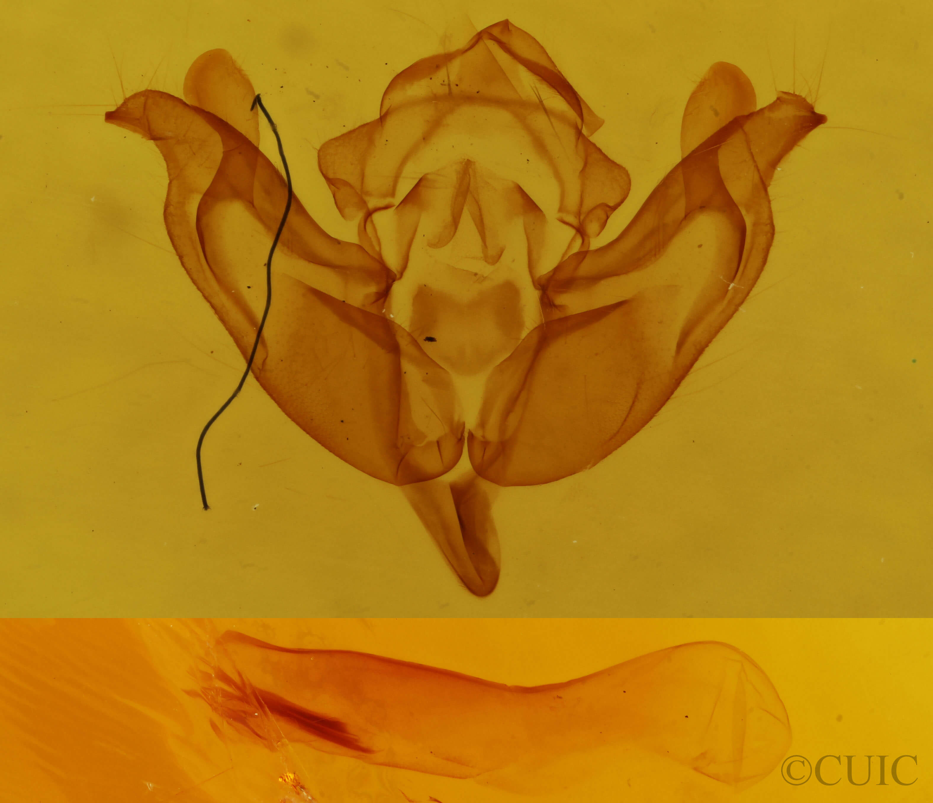 genitalia view of adult Litholomia napaea