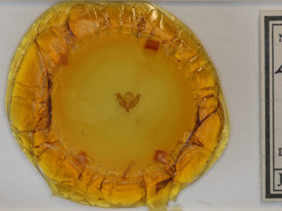 slide view of adult Litholomia napaea