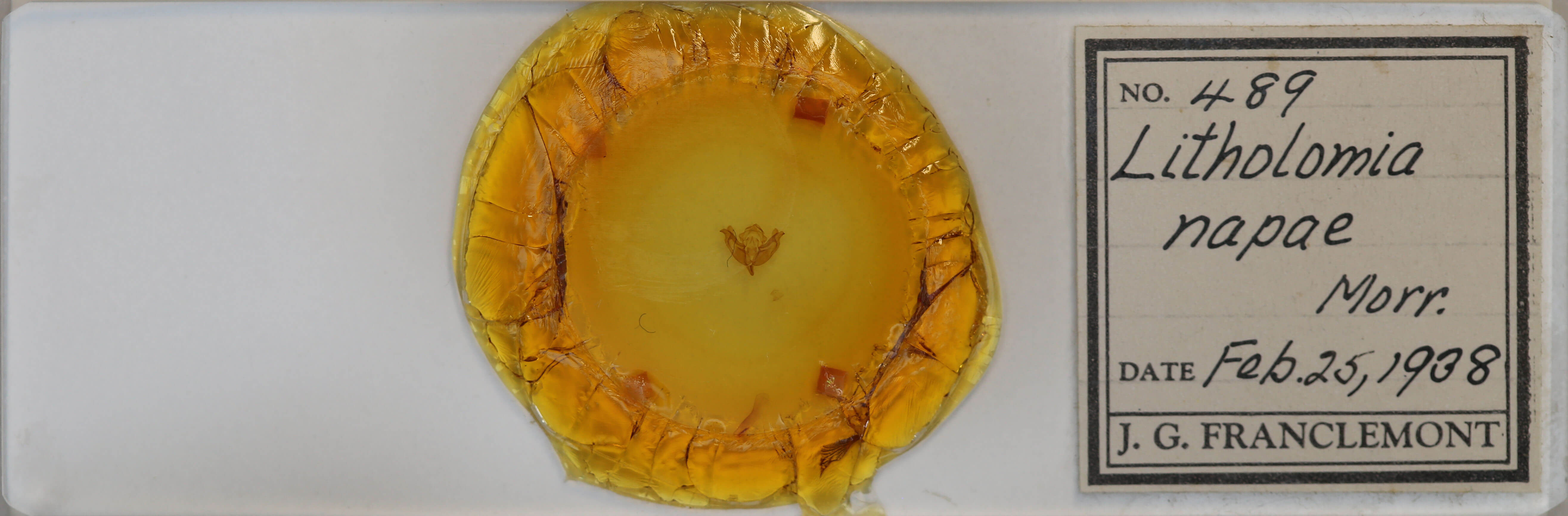 slide view of adult Litholomia napaea