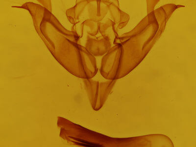 genitalia view of adult Litholomia napaea