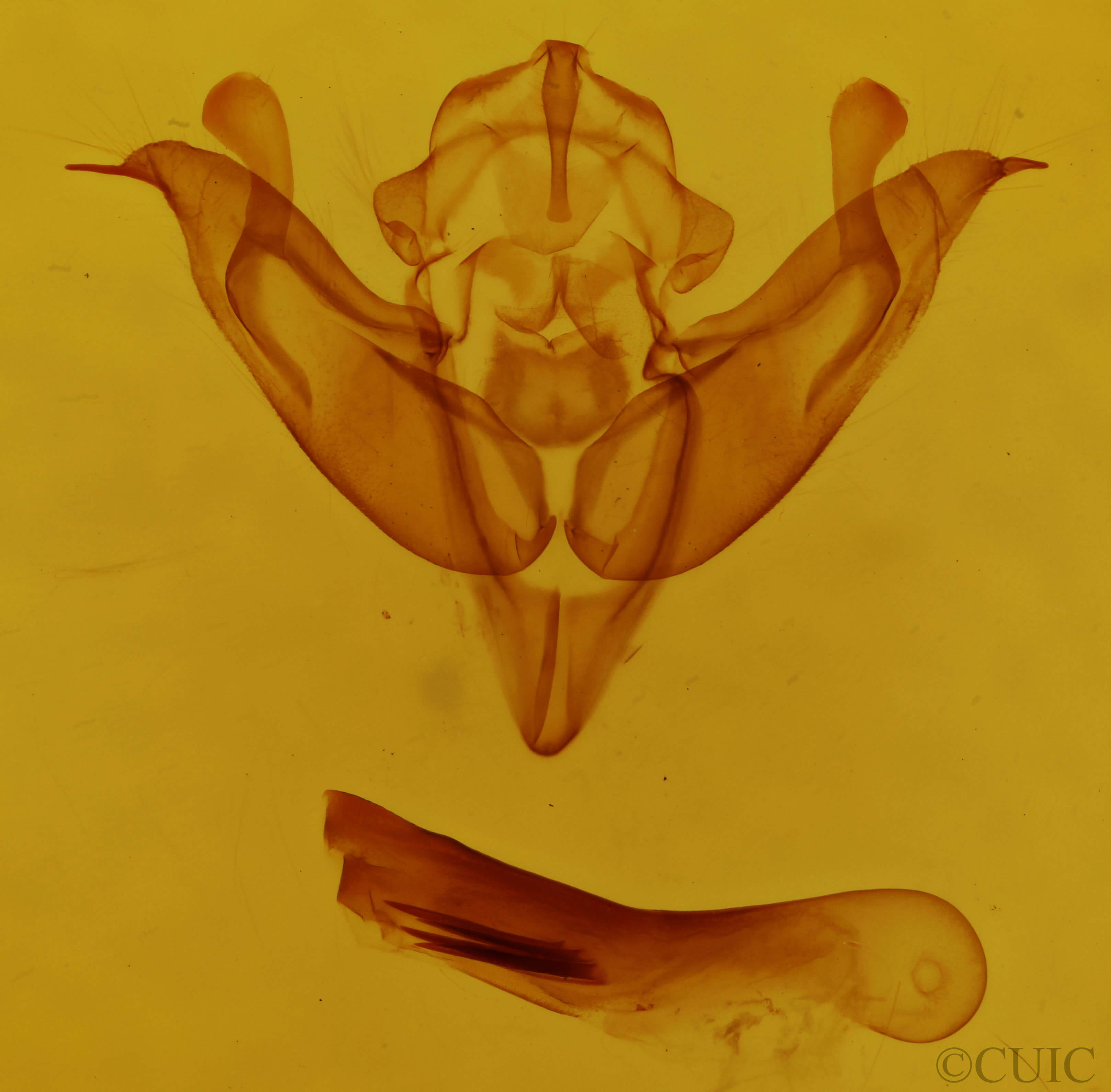 genitalia view of adult Litholomia napaea