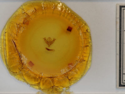 slide view of adult Litholomia napaea