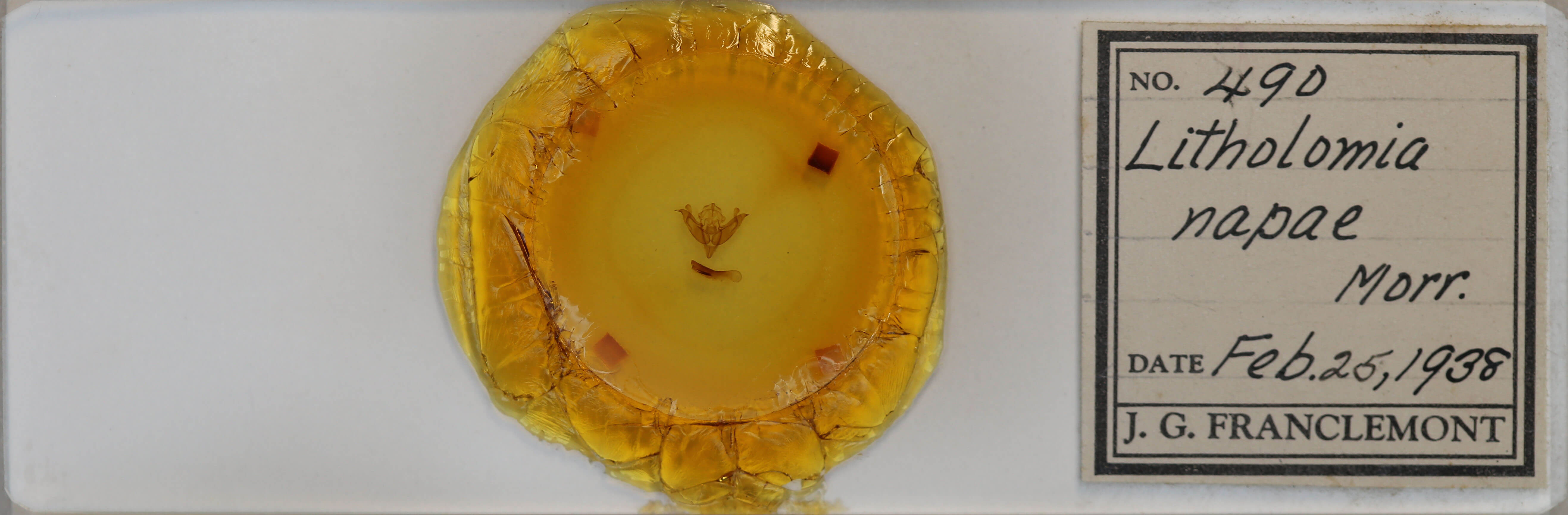 slide view of adult Litholomia napaea