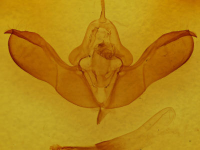 genitalia view of adult Lithomoia germana