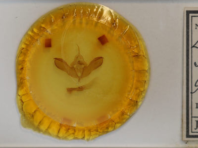 slide view of adult Lithomoia germana