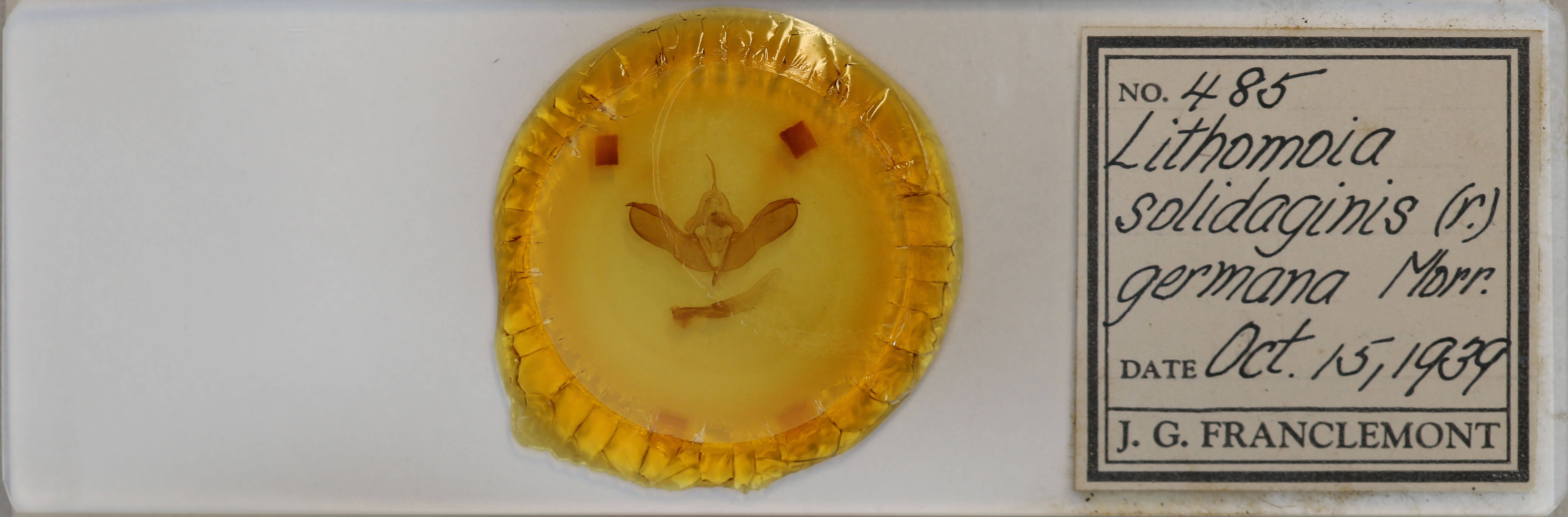 slide view of adult Lithomoia germana