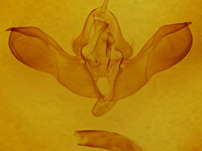 genitalia view of adult Lithomoia germana