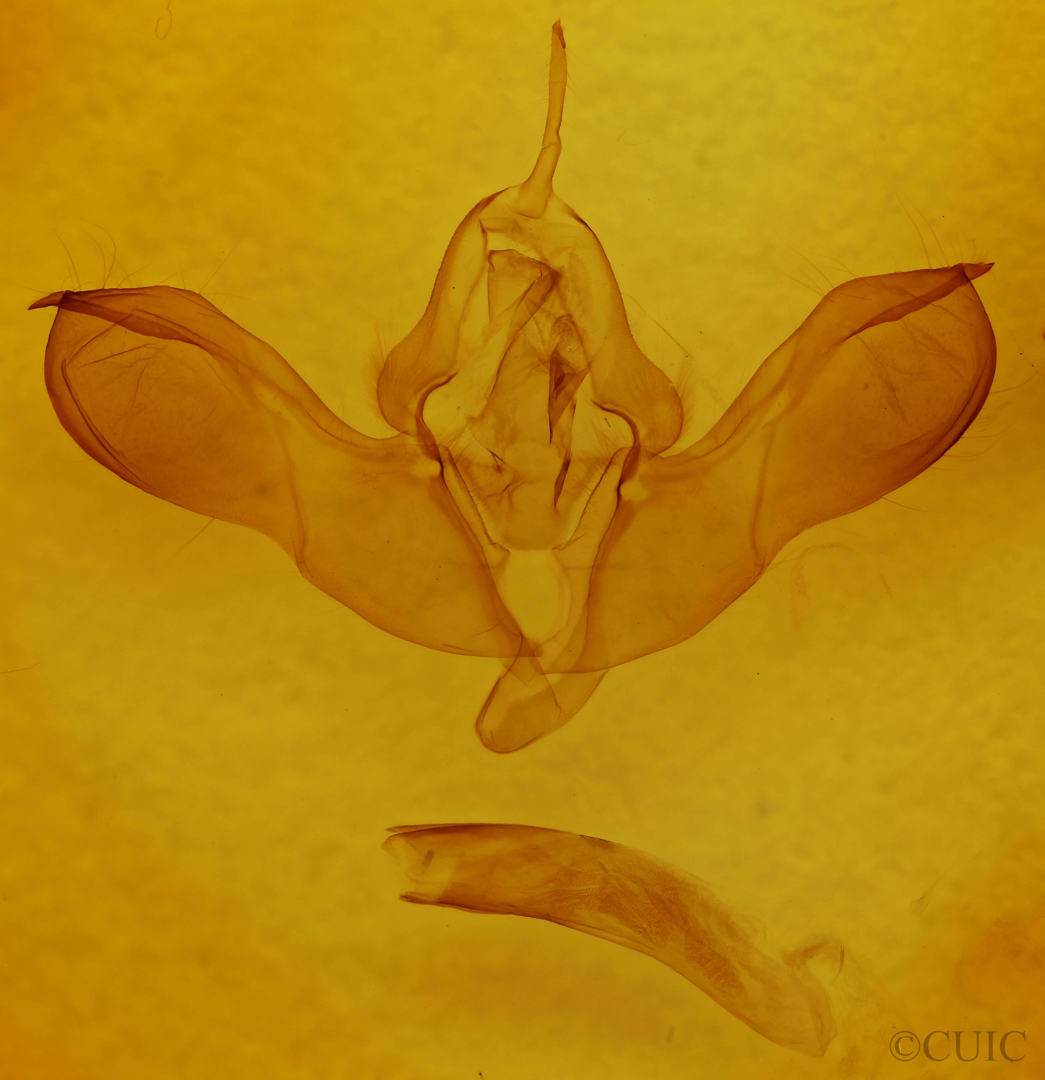 genitalia view of adult Lithomoia germana