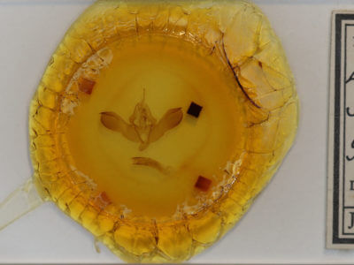 slide view of adult Lithomoia germana