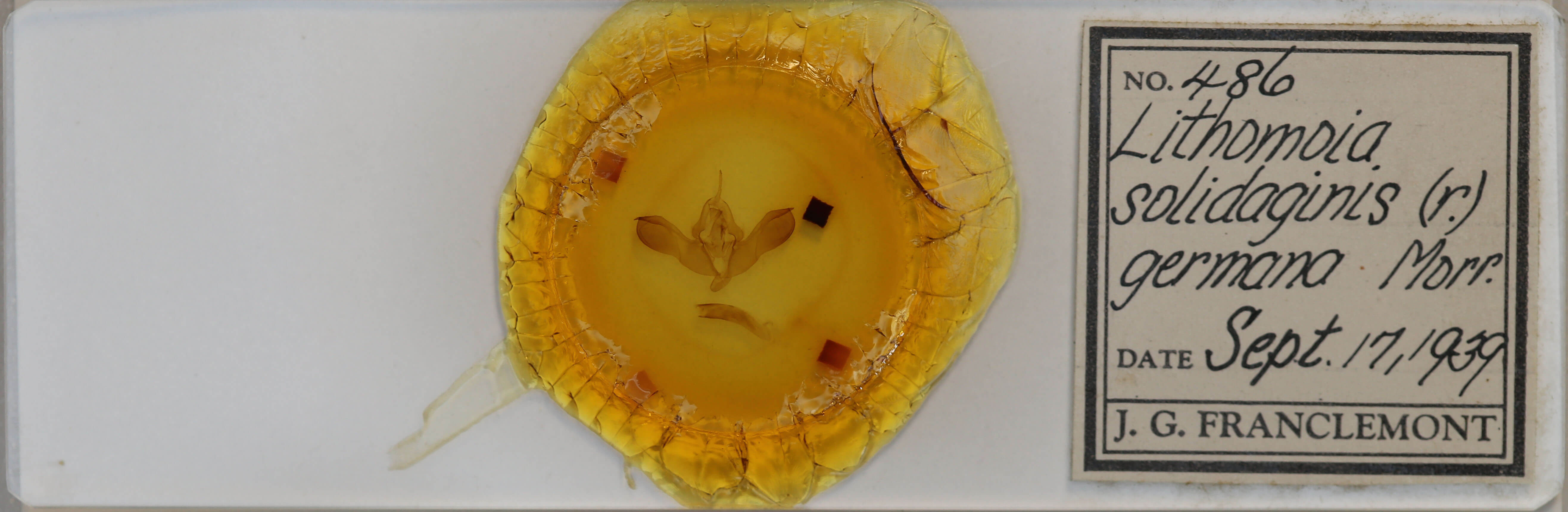 slide view of adult Lithomoia germana