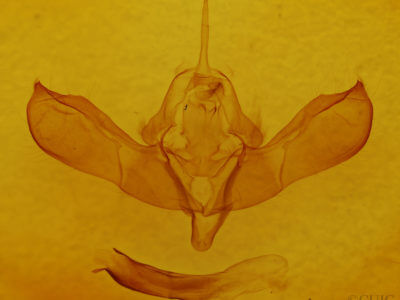 genitalia view of adult Lithomoia germana