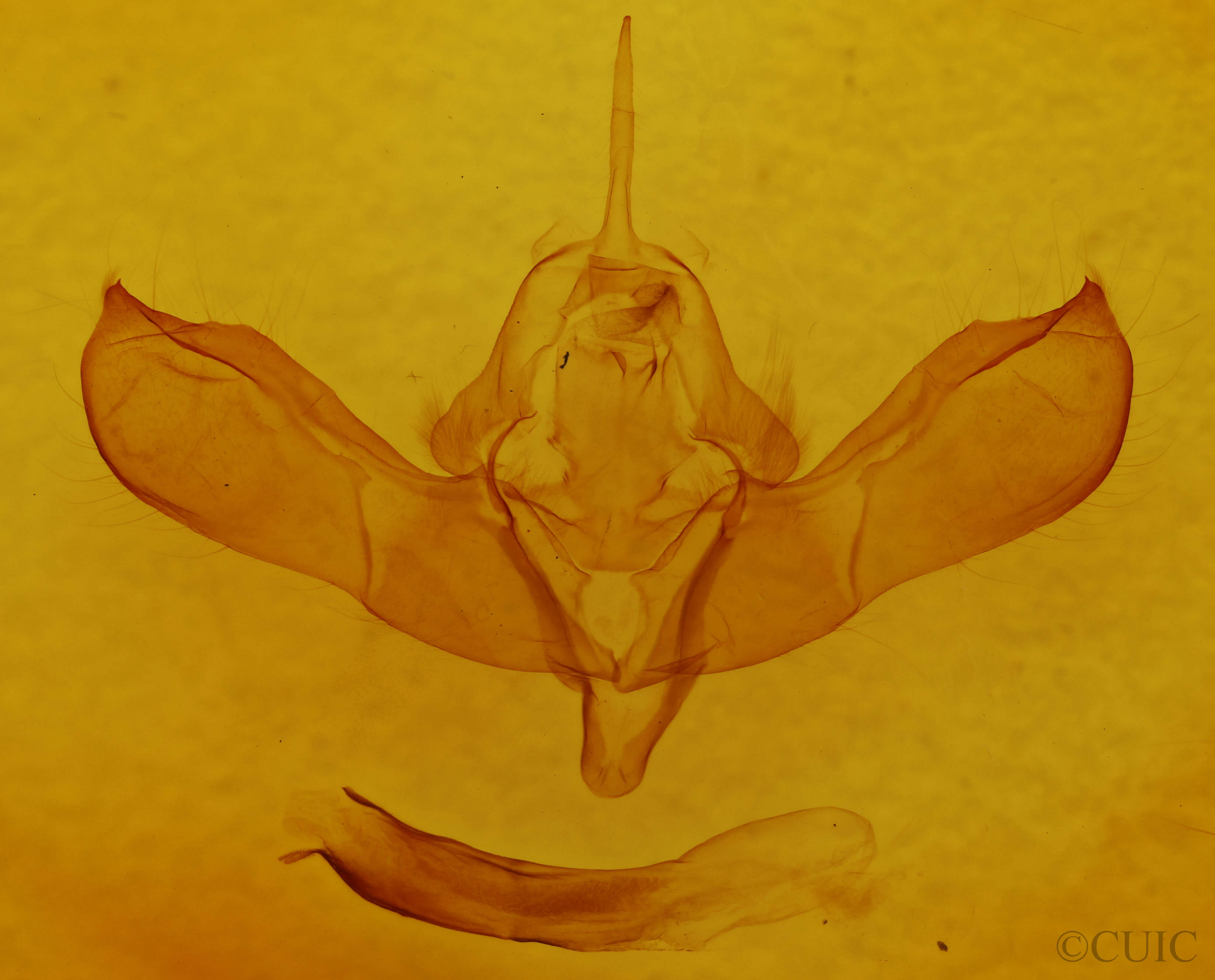 genitalia view of adult Lithomoia germana