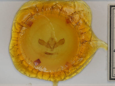 slide view of adult Lithomoia germana