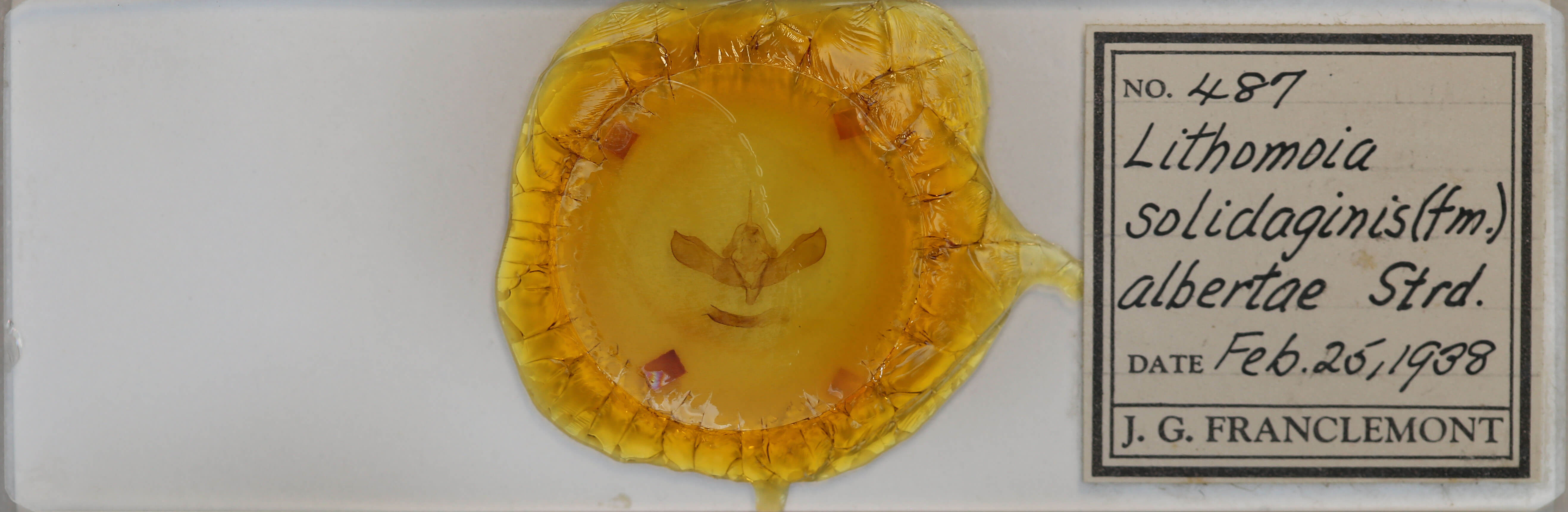 slide view of adult Lithomoia germana