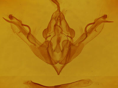genitalia view of adult Lithophane amanda