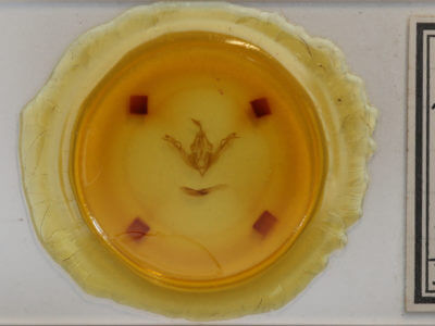 slide view of adult Lithophane amanda