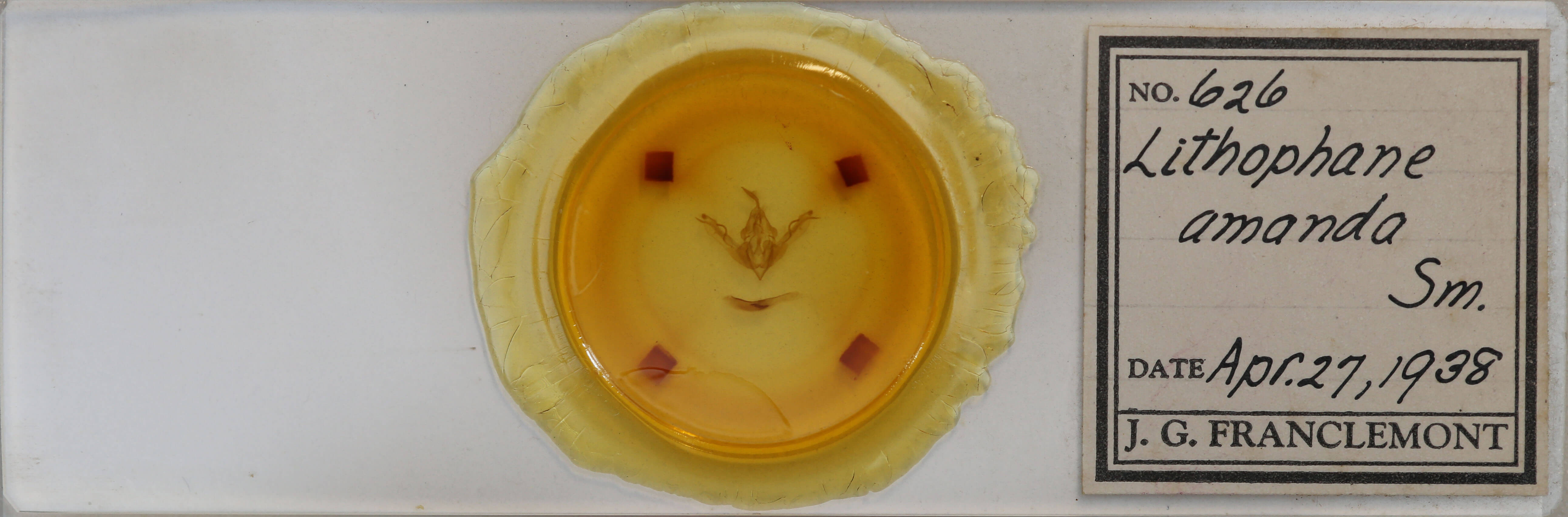 slide view of adult Lithophane amanda