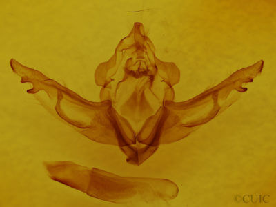 genitalia view of adult Lithophane dilatocula