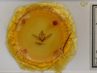 slide view of adult Lithophane dilatocula