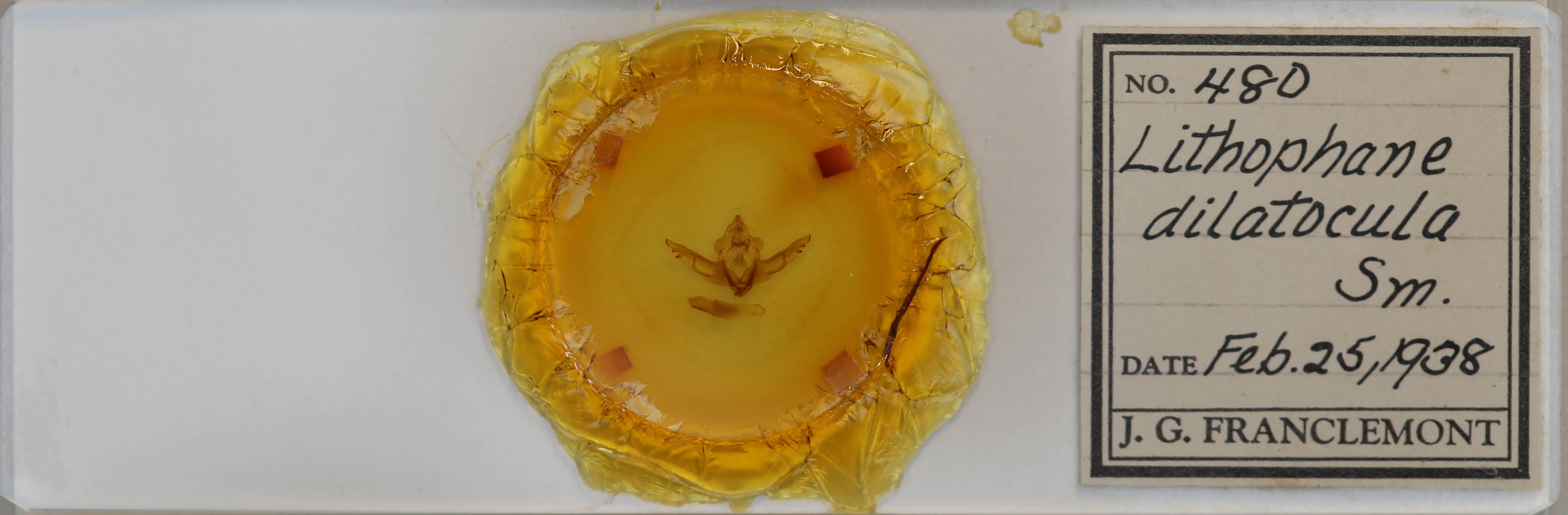 slide view of adult Lithophane dilatocula