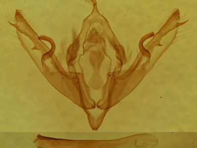 genitalia view of adult Lithophane disposita