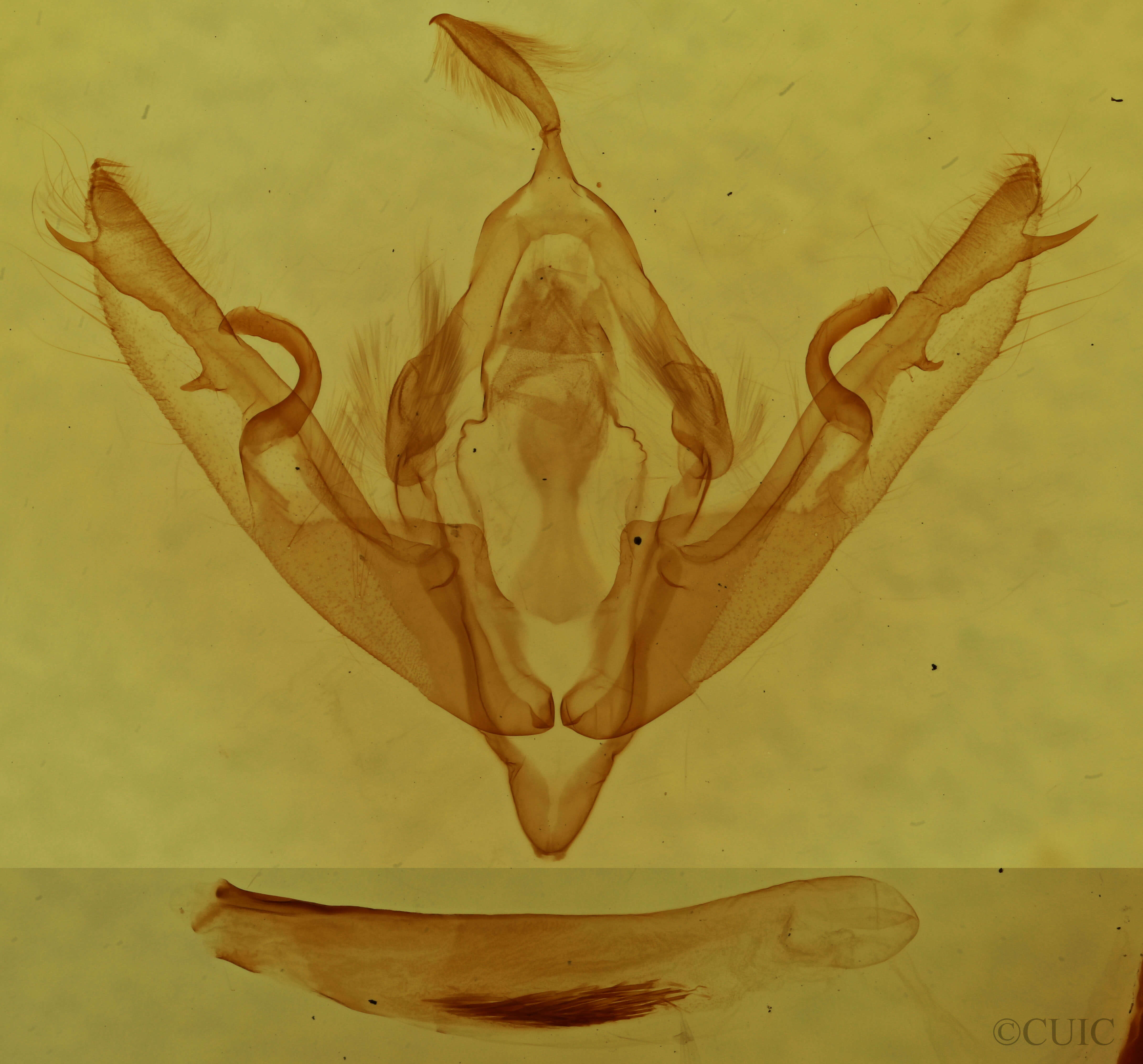 genitalia view of adult Lithophane disposita