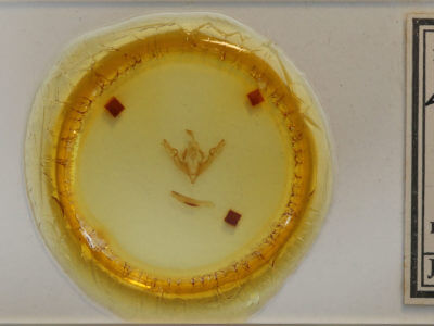 slide view of adult Lithophane disposita