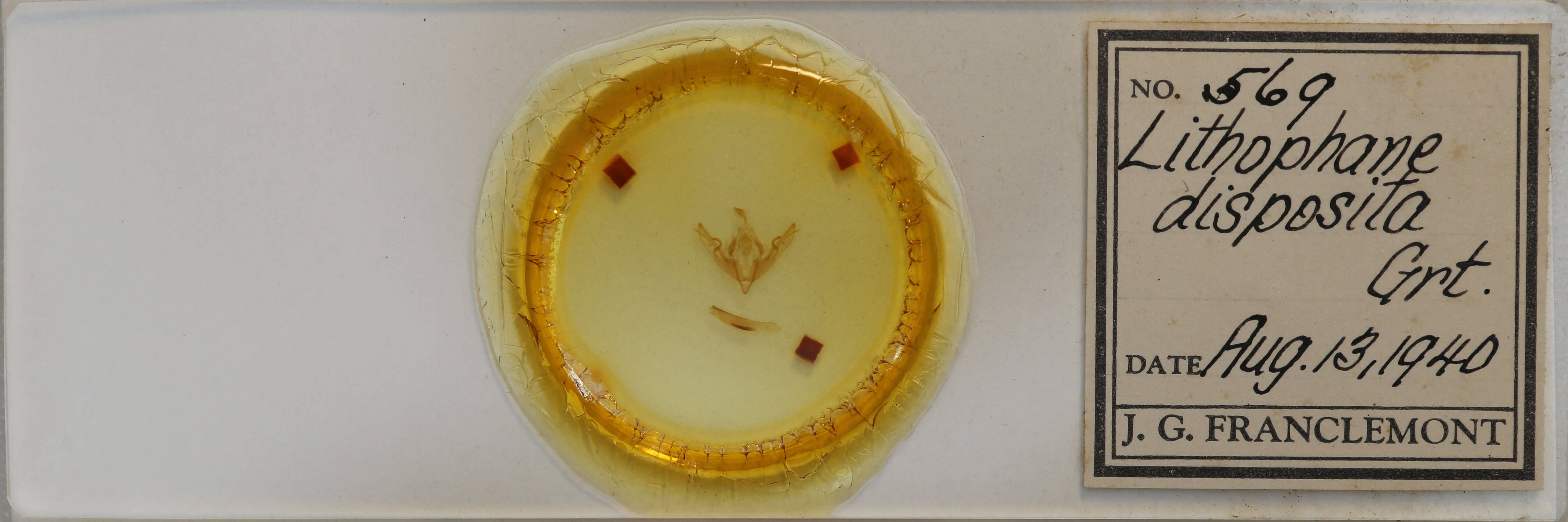 slide view of adult Lithophane disposita