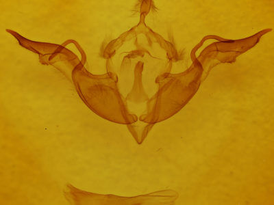 genitalia view of adult Lithophane laticinerea