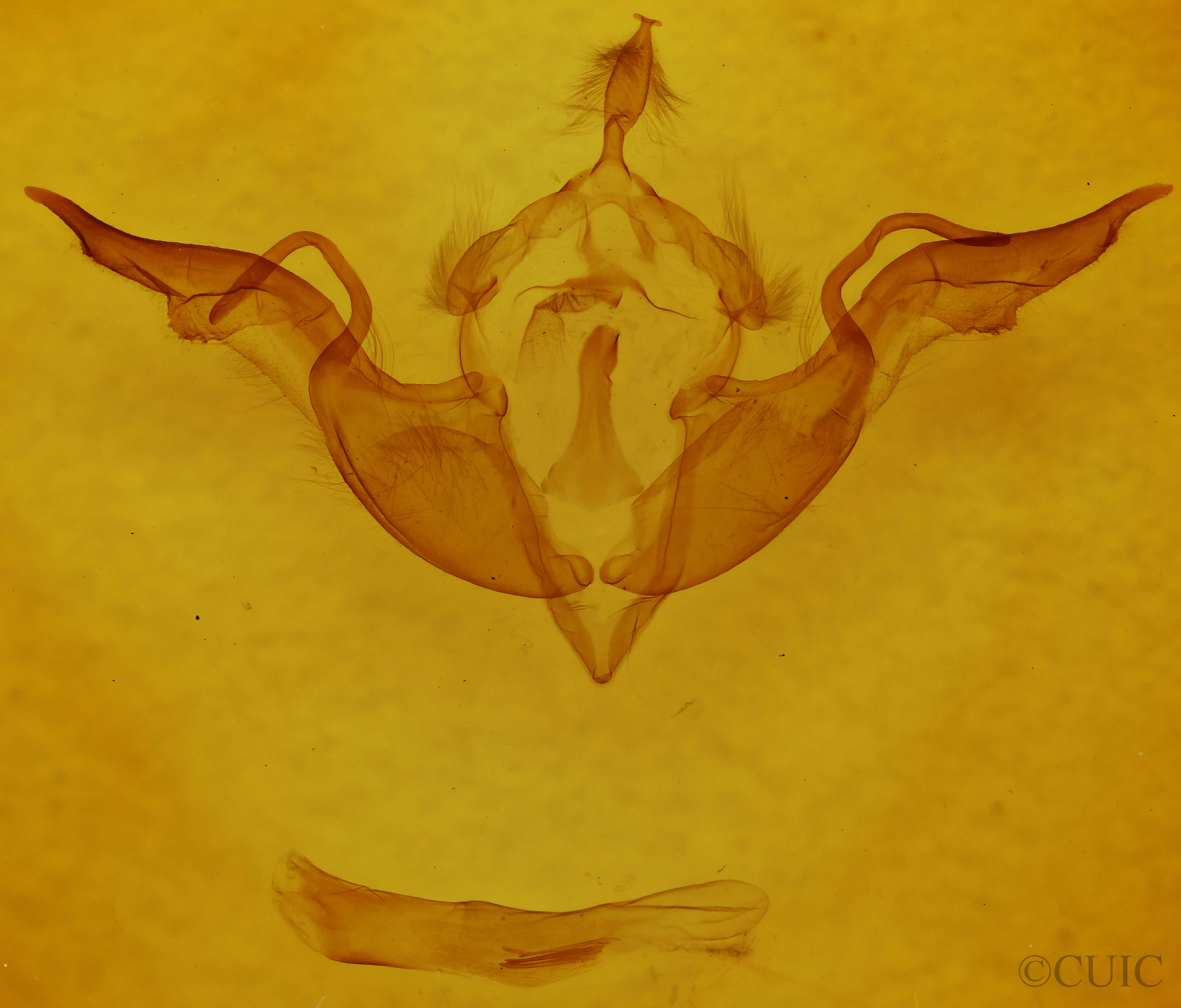 genitalia view of adult Lithophane laticinerea
